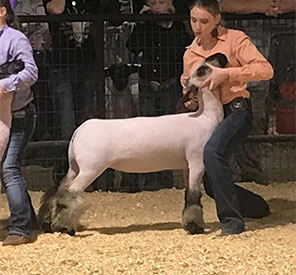 Homann Livestock Winners