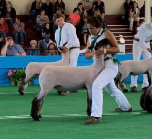 Homann Livestock Winners