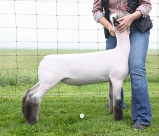 Homann Livestock Winners