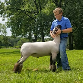 Homann Livestock Winners